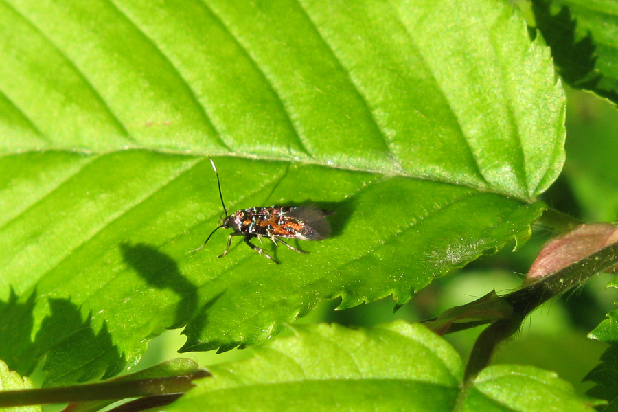 Pancalia leuwenhoekella ?